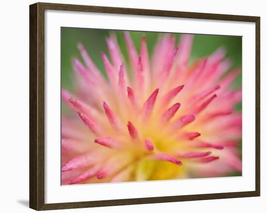 Dahlia Cultivar Abstract Close Up of Petal Formation, UK-Gary Smith-Framed Photographic Print