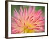 Dahlia Cultivar Abstract Close Up of Petal Formation, UK-Gary Smith-Framed Photographic Print