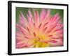 Dahlia Cultivar Abstract Close Up of Petal Formation, UK-Gary Smith-Framed Photographic Print