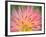 Dahlia Cultivar Abstract Close Up of Petal Formation, UK-Gary Smith-Framed Photographic Print