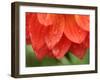 Dahlia Cultivar Abstract Close Up of Petals, UK-Gary Smith-Framed Photographic Print