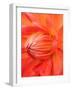 Dahlia Cultivar Abstract Close Up of Petals, UK-Gary Smith-Framed Photographic Print