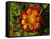 Dahlia, Dahlia Farm, Canby, Oregon, USA-Michel Hersen-Framed Stretched Canvas