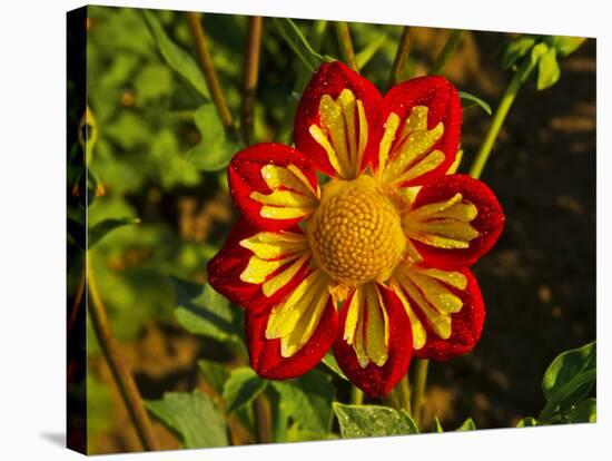 Dahlia, Dahlia Farm, Canby, Oregon, USA-Michel Hersen-Stretched Canvas