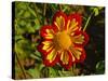 Dahlia, Dahlia Farm, Canby, Oregon, USA-Michel Hersen-Stretched Canvas