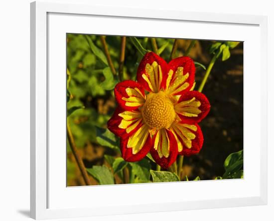 Dahlia, Dahlia Farm, Canby, Oregon, USA-Michel Hersen-Framed Photographic Print