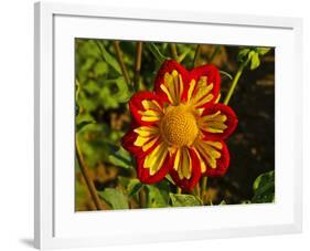 Dahlia, Dahlia Farm, Canby, Oregon, USA-Michel Hersen-Framed Photographic Print