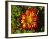 Dahlia, Dahlia Farm, Canby, Oregon, USA-Michel Hersen-Framed Photographic Print