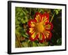 Dahlia, Dahlia Farm, Canby, Oregon, USA-Michel Hersen-Framed Photographic Print