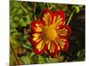 Dahlia, Dahlia Farm, Canby, Oregon, USA-Michel Hersen-Mounted Photographic Print