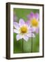 Dahlia, Dahlia X Hoard Sis 'Alps Diamond', Blossom, Close-Up-Andreas Keil-Framed Photographic Print