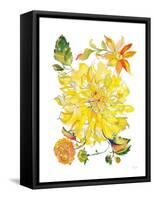 Dahlia Delight of the Day III-Kristy Rice-Framed Stretched Canvas