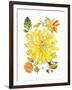 Dahlia Delight of the Day III-Kristy Rice-Framed Art Print