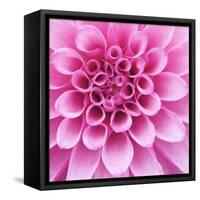 Dahlia Delight-Karen Ussery-Framed Stretched Canvas