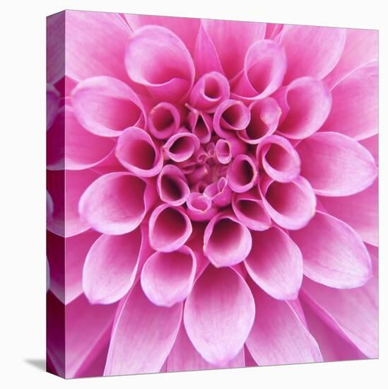 Dahlia Delight-Karen Ussery-Stretched Canvas