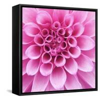 Dahlia Delight-Karen Ussery-Framed Stretched Canvas