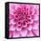 Dahlia Delight-Karen Ussery-Framed Stretched Canvas