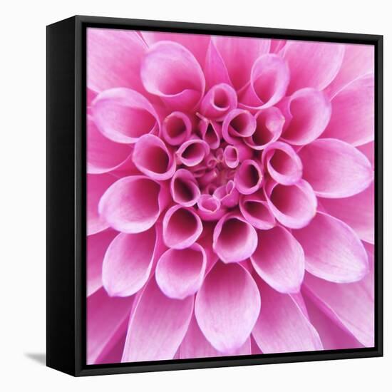 Dahlia Delight-Karen Ussery-Framed Stretched Canvas