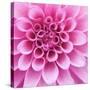 Dahlia Delight-Karen Ussery-Stretched Canvas
