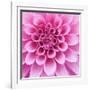 Dahlia Delight-Karen Ussery-Framed Giclee Print