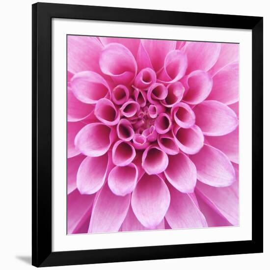 Dahlia Delight-Karen Ussery-Framed Giclee Print