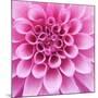 Dahlia Delight-Karen Ussery-Mounted Giclee Print