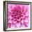 Dahlia Delight-Karen Ussery-Framed Giclee Print