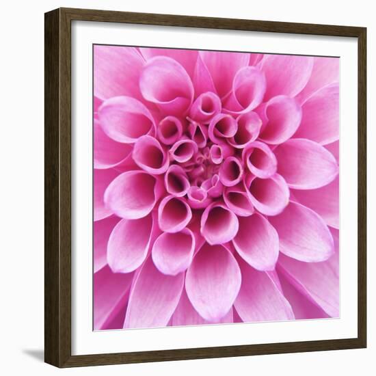 Dahlia Delight-Karen Ussery-Framed Giclee Print