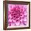 Dahlia Delight-Karen Ussery-Framed Giclee Print