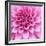 Dahlia Delight-Karen Ussery-Framed Giclee Print