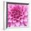 Dahlia Delight-Karen Ussery-Framed Giclee Print