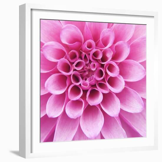 Dahlia Delight-Karen Ussery-Framed Giclee Print