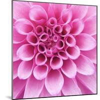 Dahlia Delight-Karen Ussery-Mounted Giclee Print