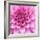 Dahlia Delight-Karen Ussery-Framed Giclee Print