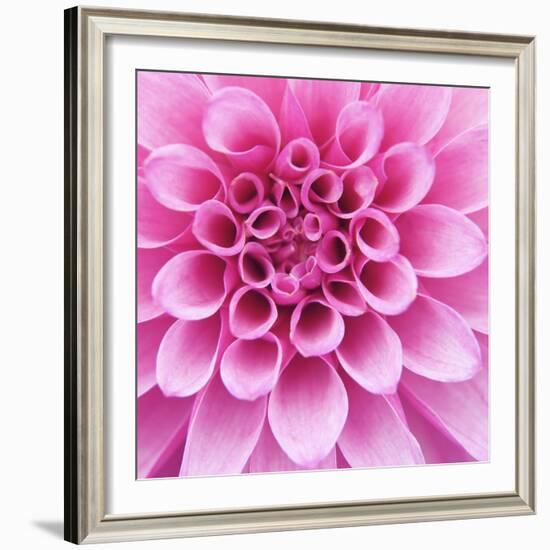 Dahlia Delight-Karen Ussery-Framed Giclee Print