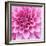 Dahlia Delight-Karen Ussery-Framed Giclee Print