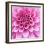 Dahlia Delight-Karen Ussery-Framed Giclee Print