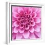 Dahlia Delight-Karen Ussery-Framed Giclee Print