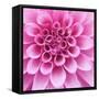 Dahlia Delight-Karen Ussery-Framed Stretched Canvas