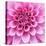 Dahlia Delight-Karen Ussery-Stretched Canvas