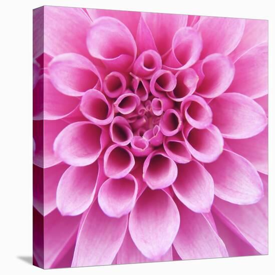 Dahlia Delight-Karen Ussery-Stretched Canvas