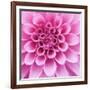 Dahlia Delight-Karen Ussery-Framed Giclee Print