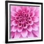 Dahlia Delight-Karen Ussery-Framed Giclee Print