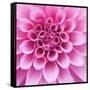 Dahlia Delight-Karen Ussery-Framed Stretched Canvas