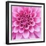 Dahlia Delight-Karen Ussery-Framed Premium Giclee Print