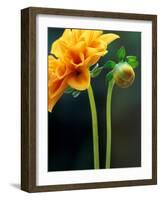 Dahlia Detail, Bellevue Botanical Garden, Washington, USA-Jamie & Judy Wild-Framed Photographic Print