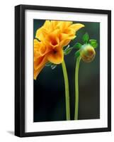 Dahlia Detail, Bellevue Botanical Garden, Washington, USA-Jamie & Judy Wild-Framed Photographic Print