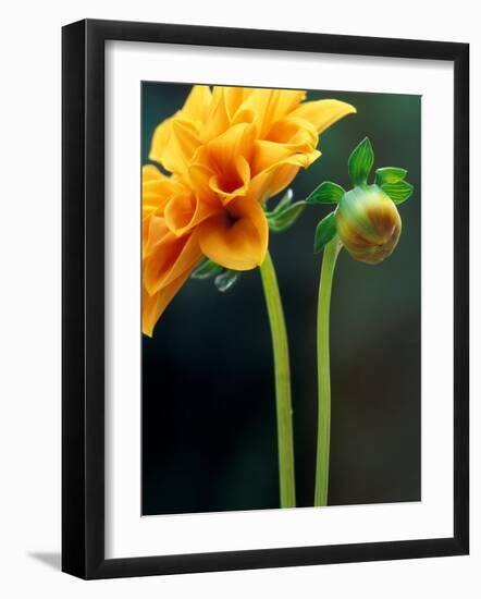 Dahlia Detail, Bellevue Botanical Garden, Washington, USA-Jamie & Judy Wild-Framed Photographic Print