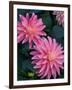 Dahlia Detail, Bellevue Botanical Garden, Washington, USA-null-Framed Photographic Print