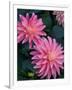 Dahlia Detail, Bellevue Botanical Garden, Washington, USA-null-Framed Photographic Print